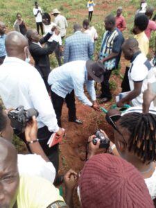 Tree planting 
